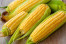 JAGUNG MANIS