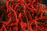 CABE KERITING MERAH