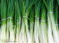 DAUN BAWANG