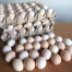 TELUR AYAM KAMPUNG
