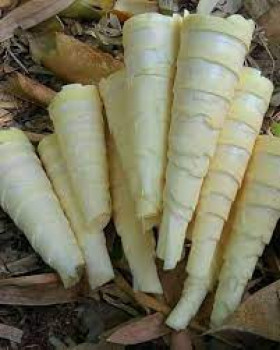 SAYUR REBUNG