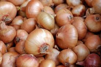 BAWANG BOMBAY