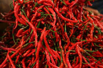 CABE KERITING MERAH