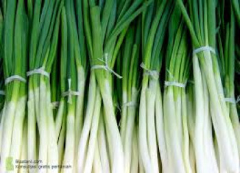 DAUN BAWANG
