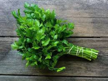 DAUN SELEDRI