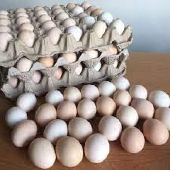 TELUR AYAM KAMPUNG