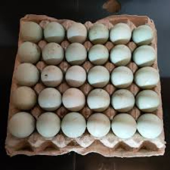 TELUR BEBEK