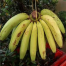 Pisang Ambon