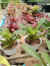 Indukan Aneka Bromelia