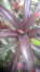 Indukan Aneka Bromelia