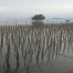  Jasa Penanaman Mangrove  