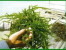 BIBIT RUMPUT LAUT (cottonii)