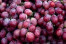 buah anggur