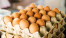 Telur Ayam Ras