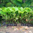 Benih/Bibit Jabon Merah