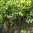 Benih/Bibit Rambutan