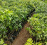  Benih/Bibit Kopi  