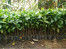 Benih/Bibit Kopi