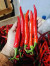 CABAI MERAH BESAR