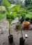 Benih/Bibit Jabon Merah