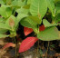 Benih/Bibit Jabon Merah