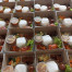 Nasi Dos Paket B