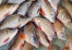 IKAN GURAME IKAN GURAME