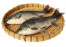 IKAN MAS IKAN MAS