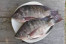 IKAN MUJAIR IKAN MUJAIR