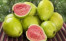 JAMBU JAMBU