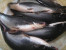 IKAN PATIN IKAN PATIN
