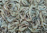 UDANG VANAME UDANG VANAME