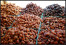 KURMA KURMA
