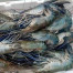 UDANG GALA UDANG GALA