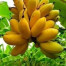 PISANG PISANG