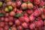RAMBUTAN RAMBUTAN