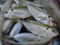 IKAN KUWE / CEPA IKAN KUWE / CEPA