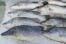 IKAN KAKAP PUTIH IKAN KAKAP PUTIH