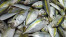 IKAN KEMBUNG / KATOMBO IKAN KEMBUNG / KATOMBO