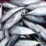 IKAN TUNA IKAN TUNA