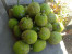 BUAH SUKUN BUAH SUKUN