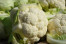 SAYUR KEMBANG  KOL SAYUR KEMBANG  KOL