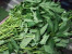 SAYUR DAUN SINGKONG SAYUR DAUN SINGKONG