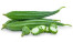SAYUR GAMBAS / OYONG SAYUR GAMBAS / OYONG