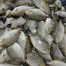 IKAN BARONANG