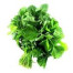 SAYUR BAYAM HIJAU SAYUR BAYAM HIJAU