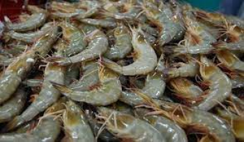 Udang basah