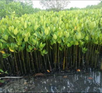 Bibit Mangrove