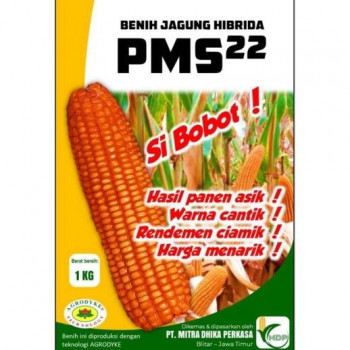 Benih Jagung Hibrida  PMS (betina/jantan)
