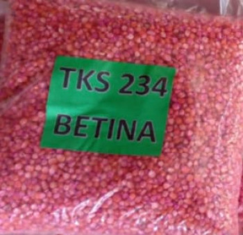 parent seed jagung hibrida TKS 234 (JANTAN/BETINA)